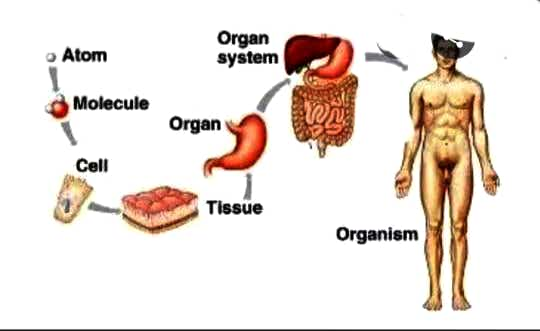 Anatomy and Physiology homework question answer, step 1, image 1